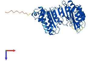FBXO39 Protein (AA 1-442) (His tag)