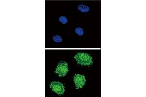 Confocal immunofluorescent analysis of SOCS1 Antibody (N-term) (ABIN652738 and ABIN2842489) with 293 cell followed by Alexa Fluor? (SOCS1 Antikörper  (N-Term))