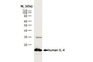 Western blot analysis of human IL-4 recombinant protein probed with RAT ANTI HUMAN INTERLEUKIN-4 (ABIN119373) followed by F(ab')2 RABBIT ANTI RAT IgG:HRP (SM1694A).
