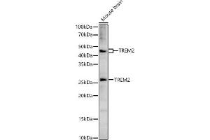 Western blot analysis of extracts of Mouse brain, using TREM2 antibody (ABIN6128834, ABIN6149482, ABIN6149483 and ABIN6214753) at 1:1533 dilution. (TREM2 Antikörper  (AA 19-160))