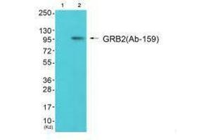 Western blot analysis of extracts from 293 cells (Lane 2), using Gab2 (Ab-159) antiobdy. (GAB2 Antikörper  (Ser159))