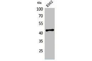 Western Blot analysis of K562 cells using ECA39 Polyclonal Antibody. (BCAT1 Antikörper  (Internal Region))