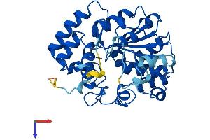 AlphaFold protein structure predicition of Human Recombinant SULT1C3 Protein, UniprotID Q6IMI6