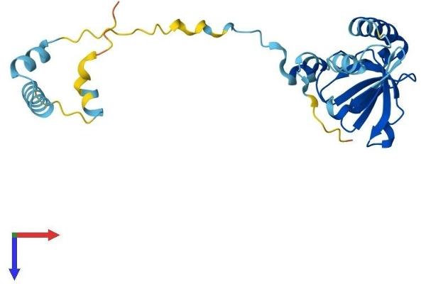 RPP29 Protein (AA 1-221) (His tag)