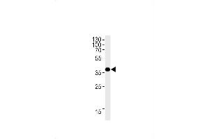 OR1L3 Antibody (C-term) (ABIN1881598 and ABIN2838441) western blot analysis in HepG2 cell line lysates (35 μg/lane). (OR1L3 Antikörper  (C-Term))