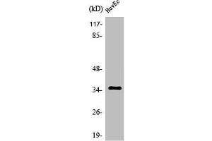 Western Blot analysis of MCF7 cells using Olfactory receptor 11G2 Polyclonal Antibody (OR11G2 Antikörper  (C-Term))