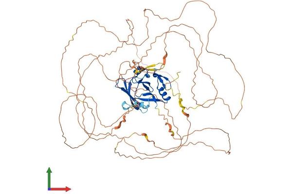 Ataxin 1 Protein (ATXN1) (AA 1-791) (His tag)