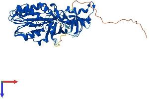 PRMT2 Protein (AA 1-433) (His tag)