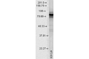 Western Blot analysis of Rat tissue lysate showing detection of Hsp90 protein using Mouse Anti-Hsp90 Monoclonal Antibody, Clone 4F3. (HSP90 Antikörper  (Biotin))
