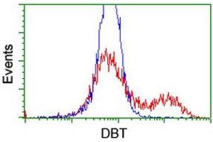 HEK293T cells transfected with either RC201998 overexpress plasmid (Red) or empty vector control plasmid (Blue) were immunostained by anti-DBT antibody (ABIN2455792), and then analyzed by flow cytometry. (DBT Antikörper)