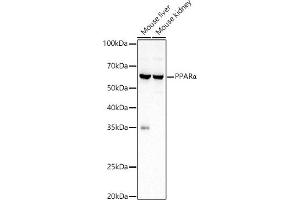 Western blot analysis of extracts of various cell lines, using PPARα Rabbit pAb antibody  at 1:1000 dilution.