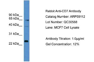 WB Suggested Anti-CD7  Antibody Titration: 0. (CD7 Antikörper  (Middle Region))