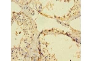 Immunohistochemistry of paraffin-embedded human testis tissue using ABIN7152548 at dilution of 1:100 (FANCD2 Antikörper  (AA 1-291))