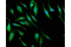 Immunofluorescence staining of Hela cells with ABIN7166420 at 1:66, counter-stained with DAPI.