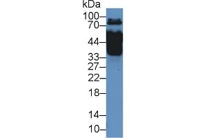 Western Blot; Sample: Rat Serum; Primary Ab: 2µg/mL Rabbit Anti-Rat MX1 Antibody Second Ab: 0.