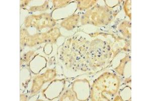 Immunohistochemistry of paraffin-embedded human kidney tissue using ABIN7161230 at dilution of 1:100 (NXPH2 Antikörper  (AA 23-264))
