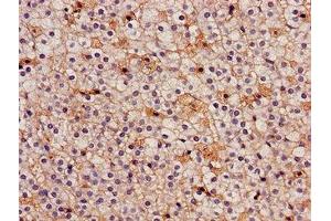 Immunohistochemistry of paraffin-embedded human adrenal gland tissue using ABIN7157107 at dilution of 1:100 (IDH3A Antikörper  (AA 28-108))