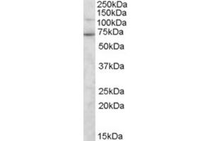 Western Blotting (WB) image for anti-Syntrophin, gamma 2 (SNTG2) (C-Term) antibody (ABIN2466346) (SNTG2 Antikörper  (C-Term))