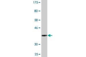Western Blotting (WB) image for anti-Syntaxin 18 (STX18) (AA 101-199) antibody (ABIN526974)
