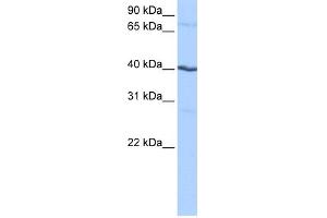WB Suggested Anti-CSNK1G2 Antibody Titration: 0. (Casein Kinase 1 gamma 2 Antikörper  (N-Term))