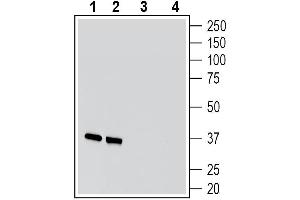 Western blot analysis of rat brain membranes (lanes 1 and 3) and mouse brain membranes (lanes 2 and 4):1-2. (Synaptophysin (SYP) Peptid)