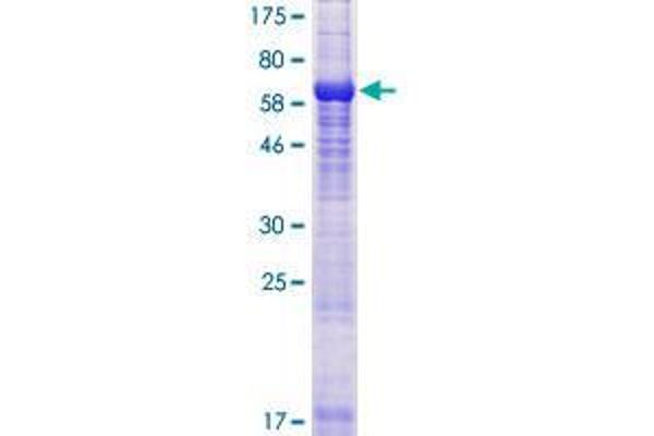 TUBAL3 Protein (AA 1-406) (GST tag)