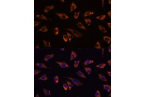 Immunofluorescence (IF) image for anti-G-Rich RNA Sequence Binding Factor 1 (GRSF1) antibody (ABIN7267319)