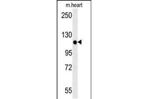 Western blot analysis in mouse heart tissue lysates (15ug/lane). (KIF24 Antikörper  (N-Term))