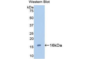 Western Blotting (WB) image for anti-Galectin 7 (LGALS7) (AA 1-136) antibody (ABIN1172743) (LGALS7 Antikörper  (AA 1-136))