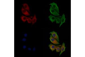 ABIN6258464 and ABIN6274298 staining HepG2 cells by IF/ICC. (CKS1 Antikörper  (N-Term))