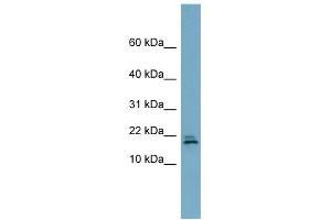 C3ORF24 antibody used at 1 ug/ml to detect target protein. (C3orf24 Antikörper  (Middle Region))