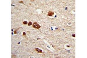Immunohistochemistry (IHC) image for anti-ELAV (Embryonic Lethal, Abnormal Vision, Drosophila)-Like 1 (Hu Antigen R) (ELAVL1) antibody (ABIN3028633)