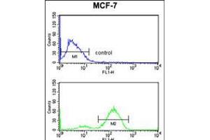 Flow cytometry analysis of MCF-7 cells (bottom histogram) compared to a negative control cell (top histogram). (JUP Antikörper  (C-Term))