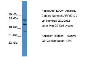 WB Suggested Anti-ICAM1  Antibody Titration: 0. (ICAM1 Antikörper  (N-Term))