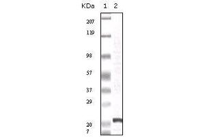 Western blot analysis using FGF2 mouse mAb against truncated FGF2 recombinant protein. (FGF2 Antikörper)