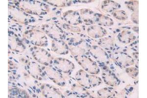 IHC-P analysis of Mouse Stomach Tissue, with DAB staining. (XDH Antikörper  (AA 231-416))