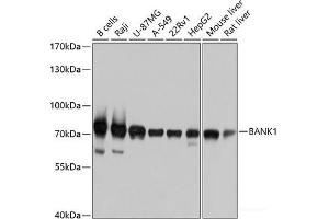 Western blot analysis of extracts of various cell lines using BANK1 Polyclonal Antibody at dilution of 1:1000. (BANK1 Antikörper)