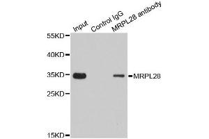 Immunofluorescence (IF) image for anti-Mitochondrial Ribosomal Protein L28 (MRPL28) (AA 1-256) antibody (ABIN6144010)