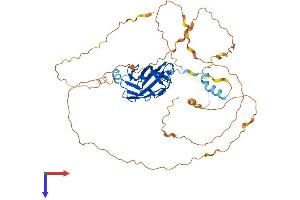 RUNX1 Protein (AA 1-451) (His tag)
