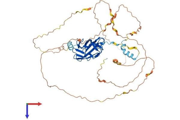 RUNX1 Protein (AA 1-451) (His tag)