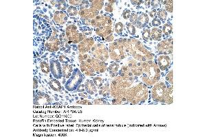 Human kidney (KEAP1 Antikörper  (C-Term))