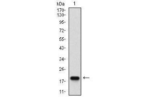 Western blot analysis using mSplunc2 mAb against human mSplunc2 (AA: ) recombinant protein. (BPIFA2 Antikörper  (AA 16-169))