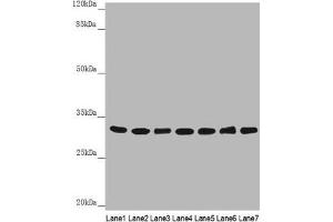 Western blot All lanes: HCCS antibody at 3. (HCCS Antikörper  (AA 1-268))