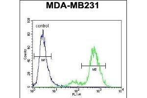 SYCE2 Antibody (N-term) (ABIN654371 and ABIN2844127) flow cytometric analysis of MDA-M cells (right histogram) compared to a negative control cell (left histogram).