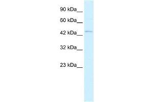 RNF36 antibody used at 0. (TRIM69 Antikörper  (N-Term))