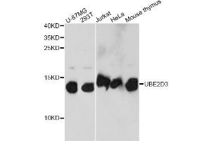 Western blot analysis of extracts of various cell lines, using UBE2D3 antibody (ABIN6292386) at 1:1000 dilution.