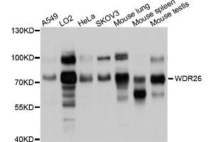 Western blot analysis of extracts of various cell lines, using WDR26 antibody (ABIN4905620) at 1:1000 dilution.