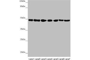 Western blot All lanes: UQCRC2 antibody at 2. (UQCRC2 Antikörper  (AA 224-453))