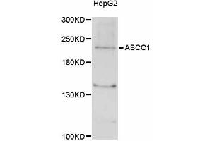 Western blot analysis of extracts of HepG2 cells, using ABCC1 antibody (ABIN5997171) at 1/1000 dilution. (ABCC1 Antikörper)