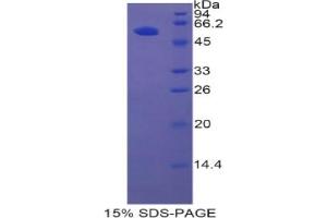 SDS-PAGE analysis of Rat HGFAC Protein.